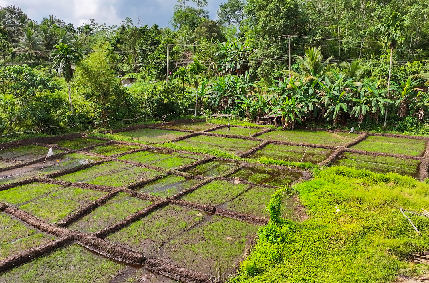 Gemstone mines turned agricultural land — specifically rice paddies.